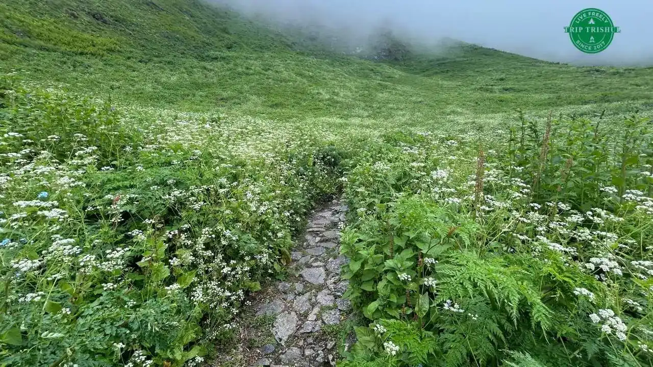 Valley of Flowers Trek